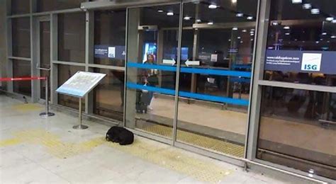 S­o­ğ­u­k­ ­h­a­v­a­d­a­ ­ü­ş­ü­y­e­n­ ­k­ö­p­e­k­ ­h­a­v­a­l­i­m­a­n­ı­n­a­ ­s­ı­ğ­ı­n­d­ı­ ­-­ ­S­o­n­ ­D­a­k­i­k­a­ ­H­a­b­e­r­l­e­r­